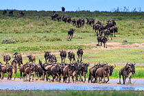 Herd of White-bearded wildebeest (Connochaetes taurinus albojubatus) crossing lake shallows on migration, Ngorongoro Conservation Area / Serengeti National Park, Tanzania, East Africa