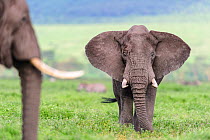 African elephant (Loxodonta africa) male in threat display to rival. Floor of the Ngorongoro Crater, Ngorongoro Conservation Area, Tanzania.