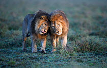 Lions (Panthera leo) - two brothers patrolling territorial boundary, affectionate behaviour, border of Serengeti / Ngorongoro Conservation Area (NCA) near Ndutu, Tanzania.