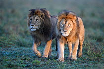 Lions (Panthera leo) - two brothers patrolling territorial boundary at border of Serengeti / Ngorongoro Conservation Area (NCA) near Ndutu, Tanzania.