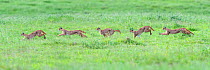 Caracal (Caracal caracal) male runing composite, chasing an Egyptian mongoose through long grass.  Ngorongoro Crater Conservation Area, Tanzania.