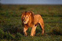 Male lion (Panthera leo) patrolling territory boundary. Woodland on the border of Serengeti / Ngorongoro Conservation Area (NCA) near Ndutu, Tanzania.