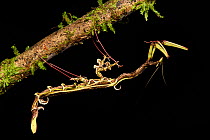 Spiky flower-mimic stick insect (Toxodera berieri). Active at night. Danum Valley, Sabah, Borneo.