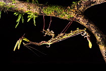 Spiky flower-mimic stick insect (Toxodera berieri) active at night. Danum Valley, Sabah, Borneo.