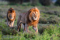 Lions (Panthera leo) - two brothers patrolling territorial boundary at border of Serengeti / Ngorongoro Conservation Area (NCA) near Ndutu, Tanzania.