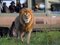 Tourists watching Lion (Panthera leo) at border of Serengeti / Ngorongoro Conservation Area (NCA) near Ndutu, Tanzania.