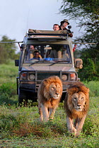 Lion (Panthera leo) two brother with tourists in safari vehicle watching, Serengeti / Ngorongoro Conservation Area (NCA) near Ndutu, Tanzania.