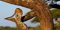 Leopard (Panthera pardus) female climbing an Acacia tree, Serengeti / Ngorongoro Conservation Area (NCA) near Ndutu, Tanzania.