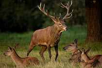 Red deer (Cervus elaphus) stag during rut, interacting with one of the females in his harem, England, UK, September.