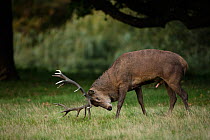 Red deer (Cervus elaphus), stag during rut, thrashing through grass and urinating on itself, England, UK. September.