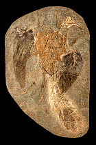 Confuciusornis sp. fossil. This genus was a primitive crow-sized bird from the Early Cretaceous Yixian and Jiufotang Formations of China, dating from 125 to 120 million years ago