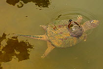 Snapping turtle (Chelydra serpentina) with Painted turtle (Chrysemys picta) feeding on algae on the back of the snapper,  Maryland, USA. August.