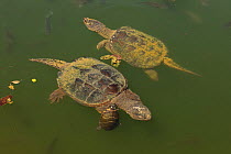 Snapping turtles (Chelydra serpentina) with Painted turtle (Chrysemys picta) feeding on algae on the back of the snapper,  Maryland, USA. August.
