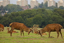 Red deer (Cervus elaphus) stags fighting during rut, Richmond Park, London, England, September.