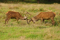 Red deer (Cervus elaphus) stags fighting during rut, England, UK. September.