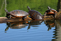 Northern red-bellied turtles (Pseudemys rubriventris) basking, Maryland, USA. May.