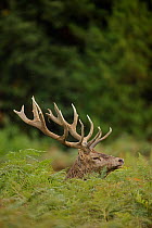 Red deer (Cervus elaphus), stag during rut, England, UK. September.