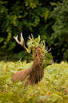 Red deer (Cervus elaphus) stag during rut, with bracken in antlers, England, UK. September.