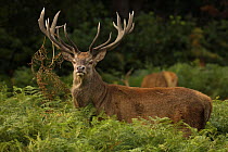 Red deer (Cervus elaphus) stag during rut, with bracken in antlers, England, UK. September.