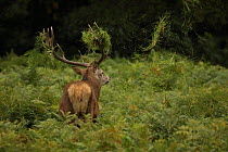 Red deer (Cervus elaphus) stag during rut, thrashing through bracken, England, UK. September.