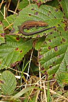 Viviparous lizard (Zootoca vivipara), Herefordshire, England UK. September.
