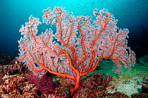 Sea fan (Gorgonian coral), Triton Bay, near Kaimana, West Papua, Indonesia