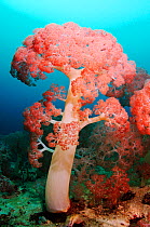 Flower tree soft corals (Umbellulifera sp.), Triton Bay, near Kaimana, West Papua, Indonesia