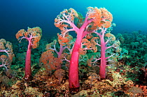 Flower tree soft corals (Umbellulifera sp.), Triton Bay, near Kaimana, West Papua, Indonesia