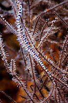 Banded tozeuma shrimp (Tozeuma armatum) on Black Coral (Antipathes sp.), Triton Bay, near Kaimana, West Papua, Indonesia