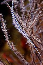 Banded tozeuma shrimp (Tozeuma armatum) on Black Coral (Antipathes sp.), Triton Bay, near Kaimana, West Papua, Indonesia