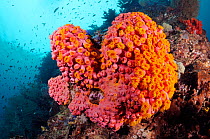 Orange cup corals (Tubastraea sp.), Triton Bay, near Kaimana, West Papua, Indonesia