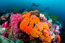 Orange cup coral (Tubastraea sp.), and soft corals, Triton Bay, near Kaimana, West Papua, Indonesia