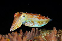 Cuttlefish (Sepia sp.), Triton Bay, near Kaimana, West Papua, Indonesia