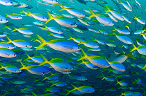 Blue and gold fusiliers (Caesio teres) schooling, Triton Bay, near Kaimana, West Papua, Indonesia