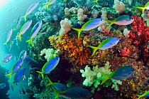 Blue and gold fusiliers (Caesio teres) schooling alongside coral reef, Triton Bay, near Kaimana, West Papua, Indonesia
