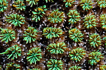 Galaxy coral (Galaxea fascicularis) polyps, Triton Bay, near Kaimana, West Papua, Indonesia