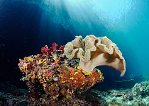 Leather coral (Sarcophyton sp.), on a rock with soft corals and Yellow Sea Cucumbers (Colochirus robustus), Triton Bay, near Kaimana, West Papua, Indonesia