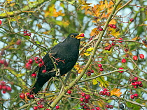 RF - Blackbird (Turdus merula) male feeding on berries in Hawthorn (Crataegus monogyna) hedge in autumn,  Norfolk, England, UK, November. (This image may be licensed either as rights managed or royalt...