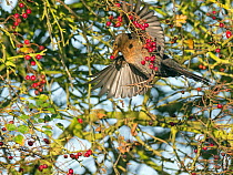 RF - Blackbird (Turdus merula) female flying and feeding on berries in Hawthorn (Crataegus monogyna) hedge in autumn, Norfolk, England, UK, November. (This image may be licensed either as rights manag...