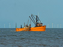 Boat fishing for prawns  off Titchwell Beach Nature Reserve, with windfarm behind, Norfolk, England, UK, October.