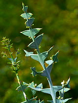 Anchor plant (Colletia paradoxa) native to Uruguay and South Brazil