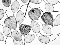 Chinese lanterns (Physalis alkekengi) skeletons and Honesty seed pods (Lunaria annua)
