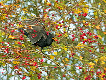 Blackbird (Turdus merula) male feeding on berries in Hawthorn (Crataegus monogyna) hedge, Norfolk, England, UK, November.