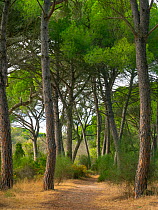 Stone pine (Pinus pinea) trees, Coto Donana, Spain.