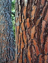 Bark of Stone pine (Pinus pinea) Coto Donana, Spain.