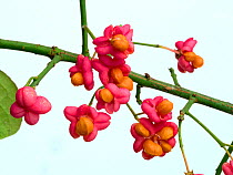 Spindle (Euonymus europacus) berries