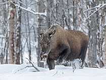 European elk or Moose (Alces alces) female in winter, Tjamatis. Swedish Lapland, Sweden. January.