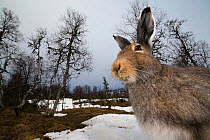 Mountain hare (Lepus timidus) portrait, moulting from winter to summer coat, Vauldalen, Norway. May.