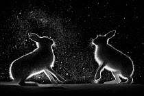 Mountain hares (Lepus timidus) backlit, fighting at night, Norway. April.