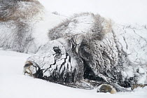 Muskox (Ovibos moschatus) resting, covered in snow, Dovrefjell-Sunndalsfjella National Park. Norway. February.